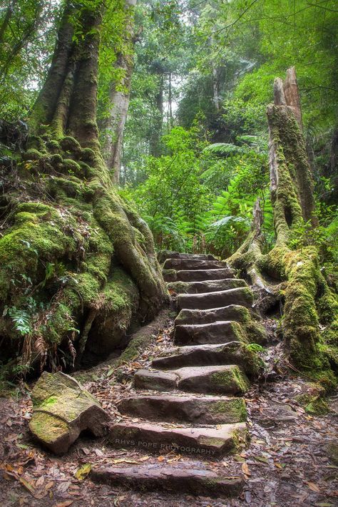 Australia Flowers, Warm Vacation, Temple Spa, Blue Mountains Australia, Stone Stairs, Vacation Locations, Landscape Elements, Blue Mountains, Stairway To Heaven