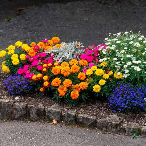 Our Favorite Flower Bed Ideas for Full Sun | Family Handyman Annual Flower Beds, Full Sun Annuals, Full Sun Flowers, Flower Bed Plants, Annual Garden, Flower Bed Designs, Garden Flower Beds, Full Sun Plants, Flower Bed Ideas