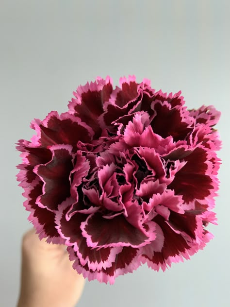 This deep burgundy carnation with hints of wine red is surprising and breathtaking . Carnation Flower Aesthetic, Burgundy Plants, Carnation Varieties, Paper Flower Diy Easy, Carnation Dianthus, Carnation Flower Bouquet, Burgundy Carnations, Carnations Flower, Carnation Colors