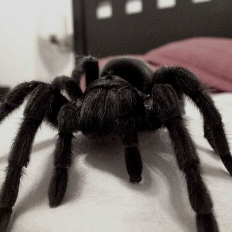 Brazilian Black Tarantula, Grungecore Aesthetic, Cool Spiders, Black Tarantula, Pet Tarantula, Cute Spiders, Spider Baby, Spider Species, Pet Spider