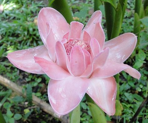 Ginger Lily Plant, Etlingera Elatior, Torch Ginger Flower, Dutch Royal Family, Torch Ginger, Lily Plant, Ginger Lily, Pink Ginger, Canna Lily