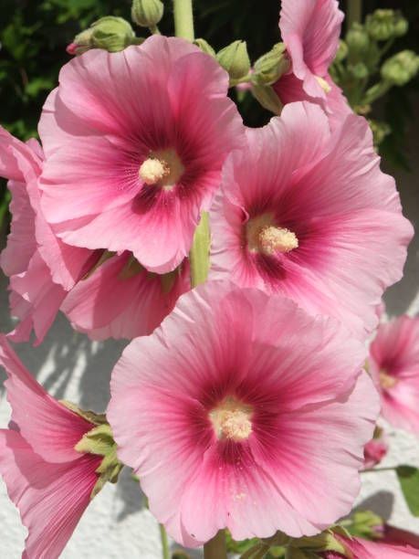 Hollyhock Flower, Rose Campion, Pink Perennials, Hollyhocks Flowers, Hardy Geranium, Strawberry Garden, Perennial Flowers, Coral Bells, Pink Garden