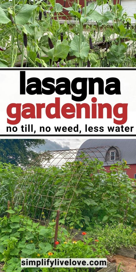 Lasagna gardening is for you if you want to create a rich, fertile garden soil you don’t have to weed, till, or water! Sound too good to be true? Keep reading and learn about organic gardening using lasagna beds! Lazy gardeners unite around lasagna gardening! Lasagna Garden, Healthy Garden Soil, Water Sound, Lasagna Gardening, Worm Composting, Soil Layers, Good To Great, Healthy Garden, Organic Gardening Tips