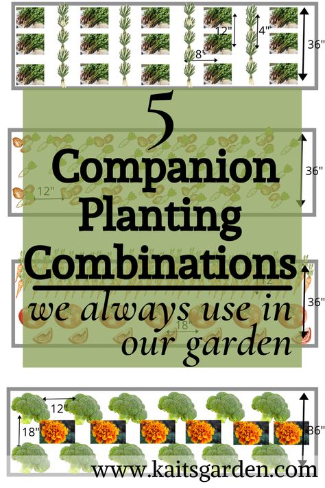 5 Companion Planting Combinations we Always Use / Garden Ideas / Gardening Tips / Homesteading / Gardening for Beginners / www.kaitsgarden.com Row Gardening Layout, Garden Buddies Companion Planting, Vegtable Garden Lay Out, Sample Garden Layout, Companion Planting Vegetables Layout Raised Bed, Companion Vegetable Garden Layout, Planting Raised Garden Beds Layout, Vegetable Garden Design Layout Companion Planting, 8x8 Garden Layout