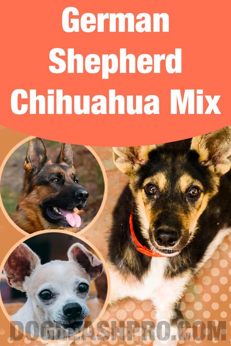 German Shepherd Chihuahua Mix: Complete Guide! Chihuahua Mix Dogs, Small German Shepherd, German Shepherd Mix Puppies, Shepherd Mix Puppies, Chihuahua Mix Puppies, Chihuahua Terrier Mix, Chihuahua Terrier, German Shepherd Mix, Dog Essentials