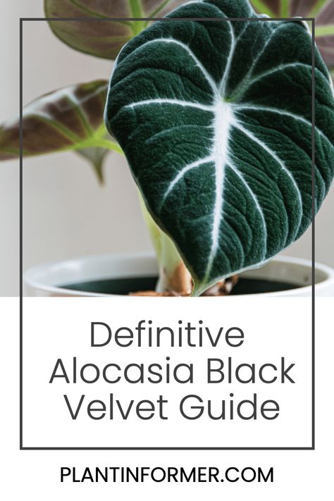 Learn why the Alocasia Black Velvet, with its velvety dark leaves and striking silver veins, is the must-have plant for enthusiasts seeking a touch of drama in their indoor garden. Velvet Alocasia, Alocasia Black Velvet, Dark Leaves, Alocasia Plant, Orchid Bark, Spider Mites, Soil Ph, Peat Moss, Liquid Fertilizer