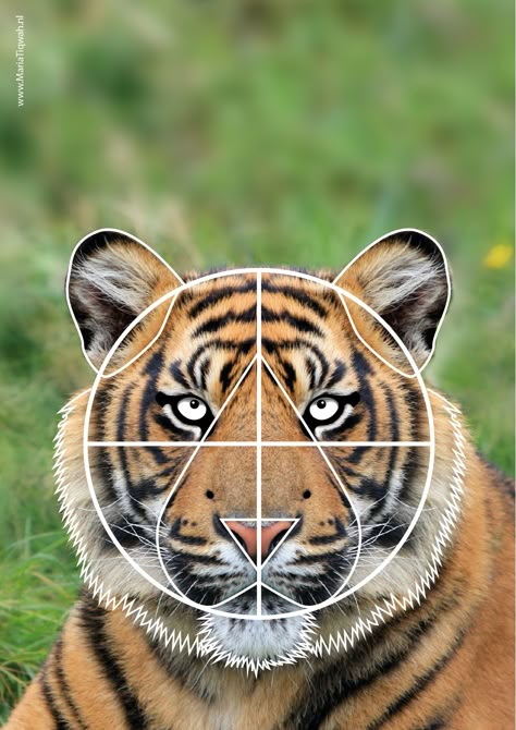 Tiger How To Draw, Tiger Face Reference, How To Paint A Tiger, Easy Tiger Painting, Tiger Anatomy Drawing, Tiger Reference Drawing, How To Draw A Tiger, Tiger Drawing Reference, Cute Tiger Wallpaper