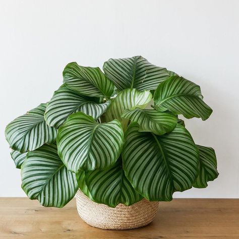 Calathea Orbifolia, Indoor Tropical Plants, Calathea Plant, Plants Are Friends, Office Plants, Plant Decor Indoor, Room With Plants, Plant Collection, Pretty Plants