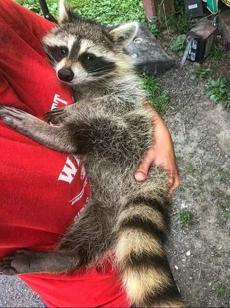 Wet Forest, Kat Mcnamara, Pet Raccoon, Baby Raccoon, Raccoon Dog, Cute Raccoon, Raccoon Funny, Family Pets, Trash Panda