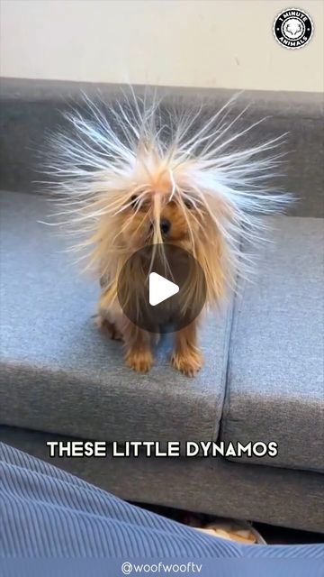 Yorkie Videos, Black Yorkie, Mini Yorkie, Biewer Yorkshire, Yorkshire Terrier Funny, Biewer Terrier, Biewer Yorkie, Teacup Yorkie Puppy, Over 9000