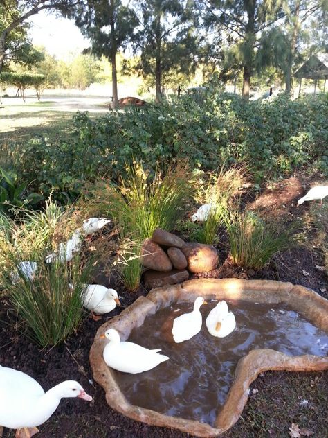 Mini Duck Pond, Duck Pond Ideas, Duck Ponds, Duck Enclosure, Ponds Ideas, Pond Home, Duck Pens, Ducks And Geese, Backyard Ducks