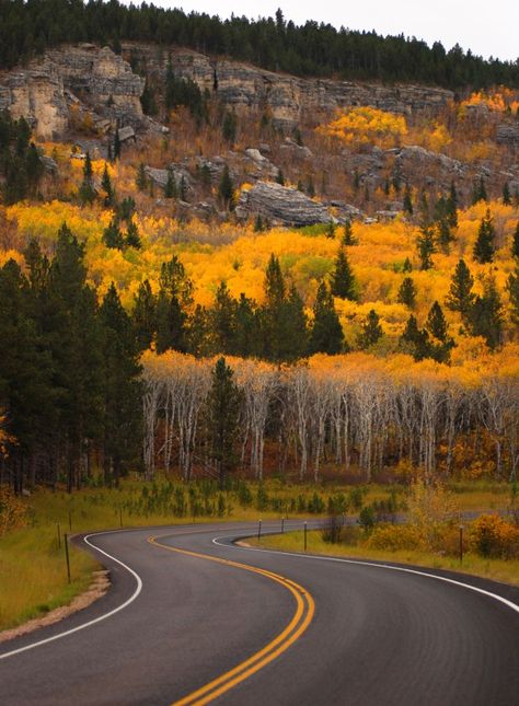 The Black Hills in the fall.... when there is very minimal traffic and the leaves are all yellow and orange.... Beautiful place to be! Thunder Photography, South Dakota Road Trip, Black Hills South Dakota, Fall Beauty, Travel South, Us National Parks, Deciduous Trees, Autumn Beauty, Black Hills