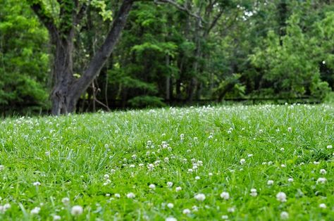 In Defense of the Clover Lawn - White Dutch Clover Turf Alternatives, White Dutch Clover, Clover Lawn, Grass Alternative, Clover Seed, Fruit Bushes, Lawn Alternatives, Food Gardening, Hardy Plants