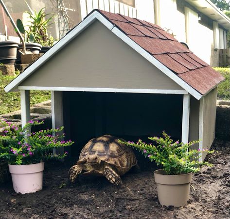 Right side of the roof is hinged to access two recessed 150w CHE bulbs and wifi temperate control thermostat Russian Tortoise Habitat Outdoor, Outdoor Tortoise Enclosure, Turtle Homes, Tortoise House, Tortoise Enclosure, Tortoise Table, Enclosure Ideas, Leopard Tortoise, Russian Tortoise