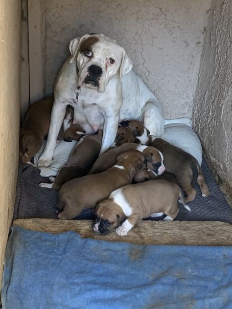 Boxer Puppies For Sale | Riverside, CA White Boxer Puppies, Cute Boxer Puppies, Boxer Puppies For Sale, Boxer Breed, Best Treats, Female Boxers, Cute Boxers, Puppies For Sale Near Me, White Boxers