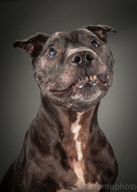 "Meet Elmo, he's a 14 year old pitbull and the first old doggie I shot for the Old Faithful photo project. He's straight up smiling for his portrait!" Dog Portrait Photography, Elderly Dogs, Love My Dog, Old Faithful, Older Dogs, Old Dogs, Senior Dog, Dog Photography, Pitbull Terrier