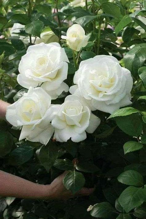 White Moon, Moon Garden, Have Inspiration, Hybrid Tea Roses, White Gardens, Tea Roses, Love Rose, Rose Garden, Beautiful Blooms