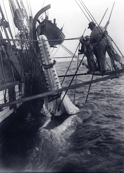 Black and white photo of two men suspended beside boat, removing a whale's jaw Nautical Pictures, Ancient Mariner, Old Sailing Ships, Foto Transfer, Sperm Whale, Wooden Ship, Maritime Museum, Foto Art, Tall Ships