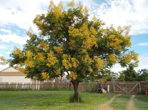 Photo of Golden Rain Tree (Koelreuteria elegans) uploaded by Blondmyk Goldenrain Tree, Colorado Gardening, Golden Rain Tree, Farmhouse Flowers, Front Landscape, Rain Tree, Arbor Day, Oakleaf Hydrangea, Colorado Landscape