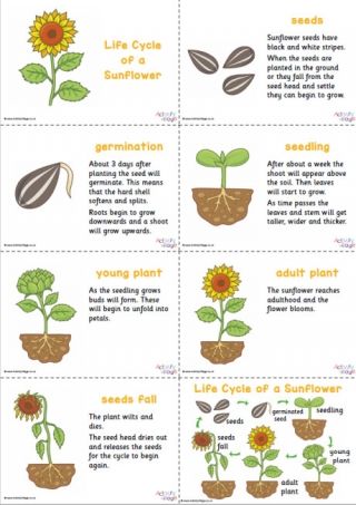 Sunflower Life Cycle Slideshow Seed Germination For Kids, Growing Sunflowers From Seed, Planting Sunflower Seeds, Sunflower Seedlings, Sunflower Life Cycle, Plant Lessons, Growing Sunflowers, Planting Sunflowers, Bean Plant