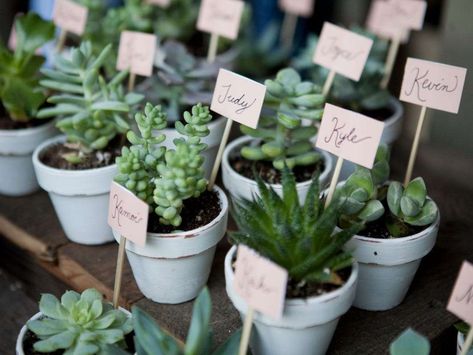 Modern Wedding Favors, Succulent Wedding Favors, Bride Guide, Succulent Wedding, Spring Plants, Mini Succulents, Baby 2, Succulents Indoor, Summer Plants