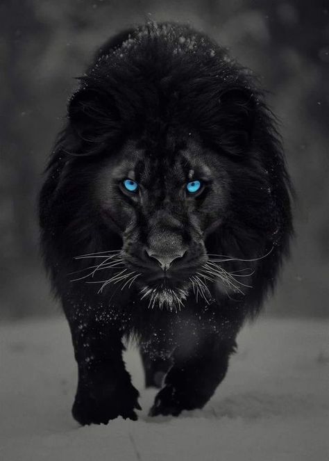 Lion Wallpaper Iphone, Dark Kingdom, G Logo Design, Lion Eyes, Mask Men, All Black Tattoos, Black And White Lion, Inspirational Life Lessons, Beautiful Lion