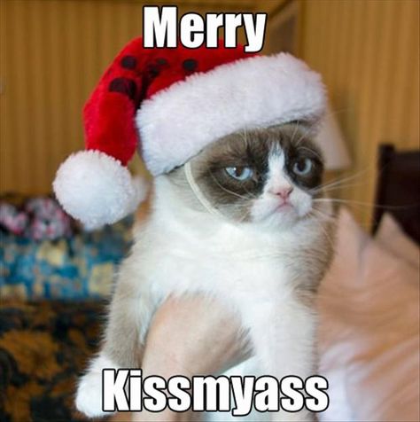 grumpy cat, merry kiss my ass, funny Katt Diy, Grumpy Cat Christmas, Grumpy Cat Meme, Grumpy Cat Quotes, Grumpy Cats, Hee Man, Hate Christmas, Christmas Memes, Grumpy Cat Humor