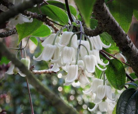 Clematis - Evergreen Group Clematis Cirrhosa, Clematis Montana Rubens, Evergreen Clematis, Clematis Paniculata, Clematis Trellis, Clematis Armandii, Evergreen Climbers, Blue Clematis, Sweet Autumn Clematis