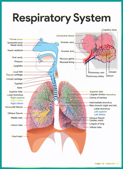 Respiratory System-Respiratory System Anatomy and Physiology    https://nurseslabs.com/respiratory-system/ Anatomi Dan Fisiologi, Respiratory System Anatomy, Human Respiratory System, Sistem Saraf, Pulmonology, Respiratory Care, Respiratory Therapy, Human Body Anatomy, Nursing School Notes