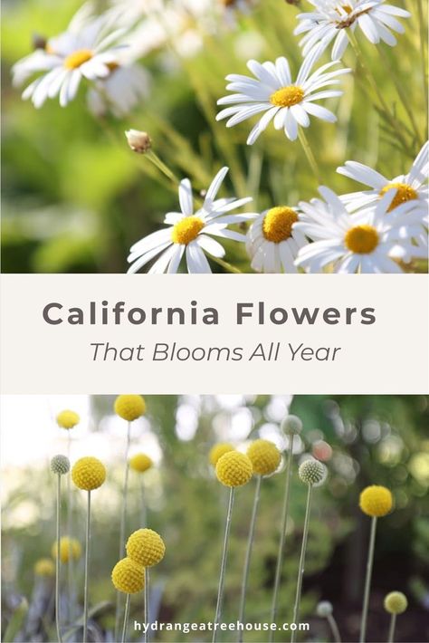 Southern Ca Native Plants, Gardens In California, All Year Flowers, Southern California Gardening, California Plants Landscapes, Zone 10 Flower Garden, Southern California Flower Garden, 9b Gardening Zone Flowers, Zone 9 Plants California