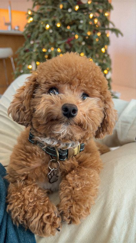 Teddy Bear Poodle, Poodle Christmas, Dream Puppy, Teacup Poodle, Tea Cup Poodle, Pet Pet, Golden Doodle, Goldendoodle, Birdy