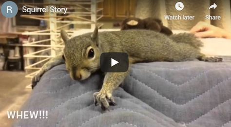 House Squirrel Video, Pet Squirrel Videos, Funny Squirrel Videos, Three Cute Animals, Squirrel Toys, House Squirrel, Squirrels Funny, Funny Squirrel Pictures, Squirrel Video