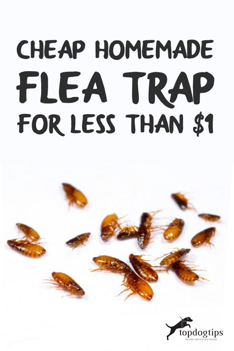 Flea Control For Home, Flea Remedies For House, How To Get Rid Of Fleas On Dogs Homemade, Flees In House Get Rid Of, Home Remedy For Fleas In House, How To Get Fleas Out Of House, Home Flea Remedies Houses, Killing Fleas In The Home, Diy Flea And Tick Spray For Yard