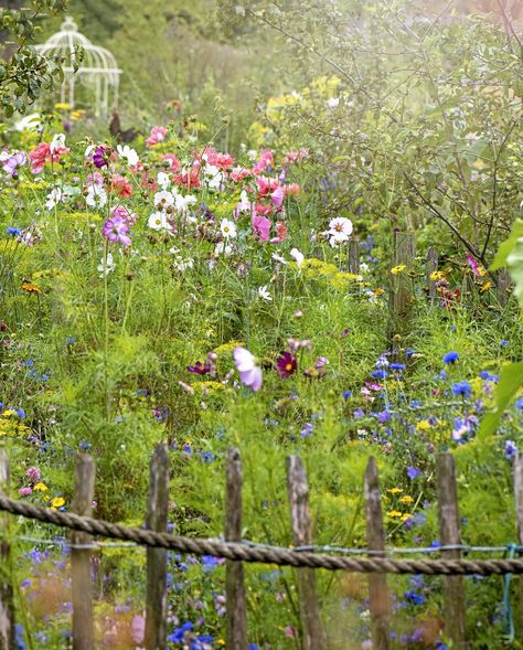 Meadow Backyard, Wildflower Patch In Yard, Wildflower Front Lawn, Wildflower Yard Lawn, Lawn To Wildflower Meadow, Roadside Wildflowers, Cottage Garden Plan, Cottage Garden Ideas, Cottage Garden Roses