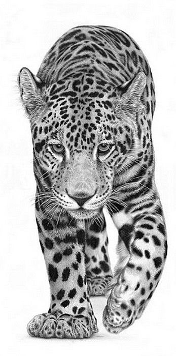 leopard walking Jaguar In Jungle, Jaguar Drawing, Jungle Drawing, Tatoo Dog, Leopard Drawing, Pencil Drawings Of Animals, Big Cats Art, Animal Sketches, Animal Tattoos