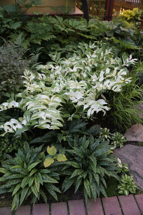 Lily Turf, Shade Landscaping, Shade Garden Design, Shade Garden Plants, Hosta Gardens, Fine Gardening, Moon Garden, Garden Edging, House Landscape