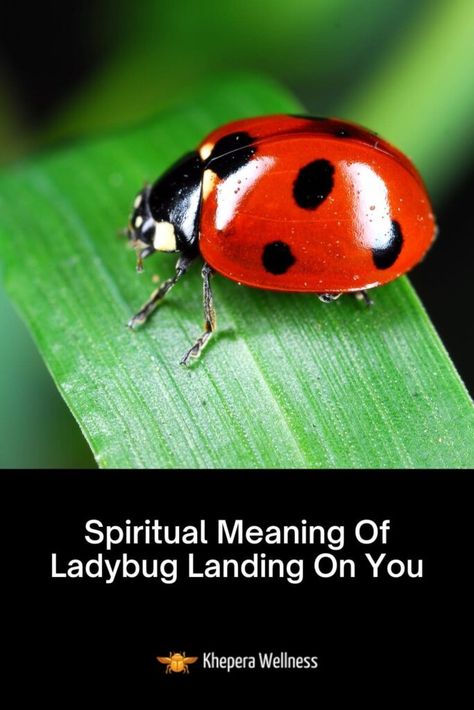 Spiritual Meaning Of Ladybug Landing On You (Good Luck?) Ladybug Spiritual Meaning, Ladybug Meaning, White Ladybug, Yellow Ladybug, Black Ladybug, Two Ladies, Animal Spirit, Spirit World, Spirit Animals