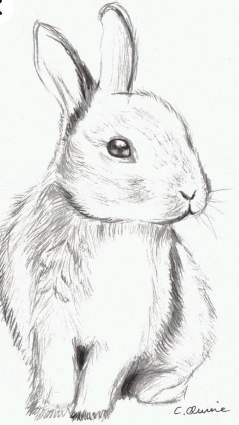 Easy Pencil Drawings, Bunny Sketches, Dog Drawings, Rabbit Drawing, Animal Drawings Sketches, Bunny Drawing, Fluffy Bunny, Rabbit Art, Bunny Art