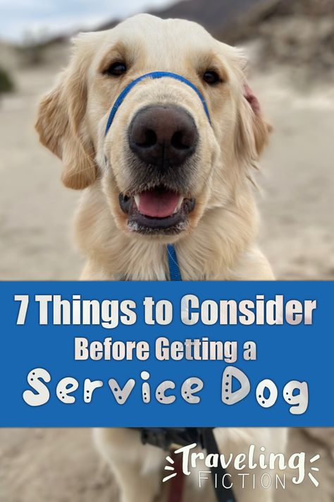 Golden retriever looks at the camera. Text reads 7 Things to Consider Before Getting a Service Dog Traveling With A Service Dog, Service Dog Training Checklist, Mobility Service Dog, Service Dog Aesthetic, Emotional Support Dog Training, Service Dog In Training, Service Dogs Gear, Service Dog Training, Emotional Support Dog