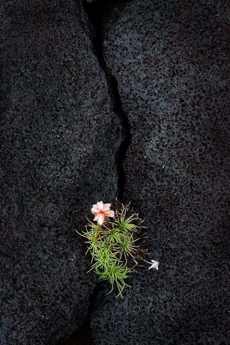 Iceland Flowers, Resurrection Garden, Safest Places To Travel, Easter Resurrection, Flowers Coloring, Mossy Green, Moon Photography, Cycle Of Life, Green Valley