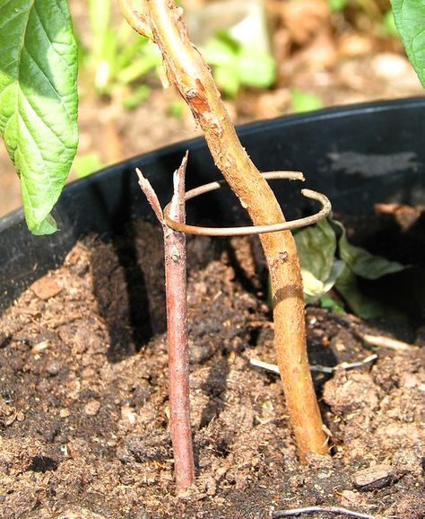 Electro Culture Antenna, Wire Trellis, Gardening Techniques, Home Vegetable Garden, Garden Yard Ideas, Plant Species, Plant Growth, Alternative Energy, Foliage Plants