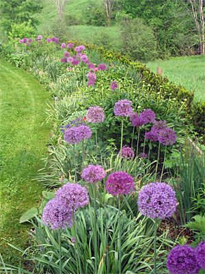 Alliums are drought-tolerant plants that actually prefer to be grown on the dry side. There are no serious diseases or insect pests that bother them. And you won't ever have to worry about rodents or deer, since they seem to have no appreciation for the taste of onions — ornamental or otherwise Drought Tolerant Plants, Lawn And Garden, Garden Supplies, Belleza Natural, Dream Garden, Yard Landscaping, Garden And Yard, How To Grow, Front Yard Landscaping