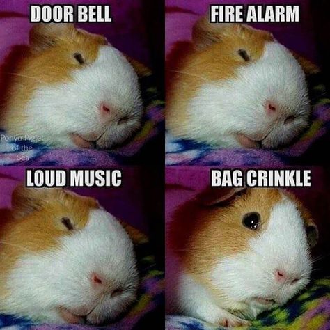 Having Guinea Pigs as pets is super fun! They are funny little creatures that make us laugh every day. Here are some funny memes that tell the story of GP Life! #funnymemes Guinea Pig Diy, Guinea Pigs Funny, Baby Guinea Pigs, Funny Hamsters, A Hamster, Pet Guinea Pigs, Cute Guinea Pigs, Guinea Pig Cage, Funny Animal Jokes