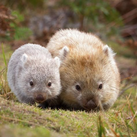 Cute Wombat, Baby Wombat, Australian Animals, Animal Sketches, Animal Tshirt, Animal Wallpaper, Tasmania, Cute Little Animals, 귀여운 동물