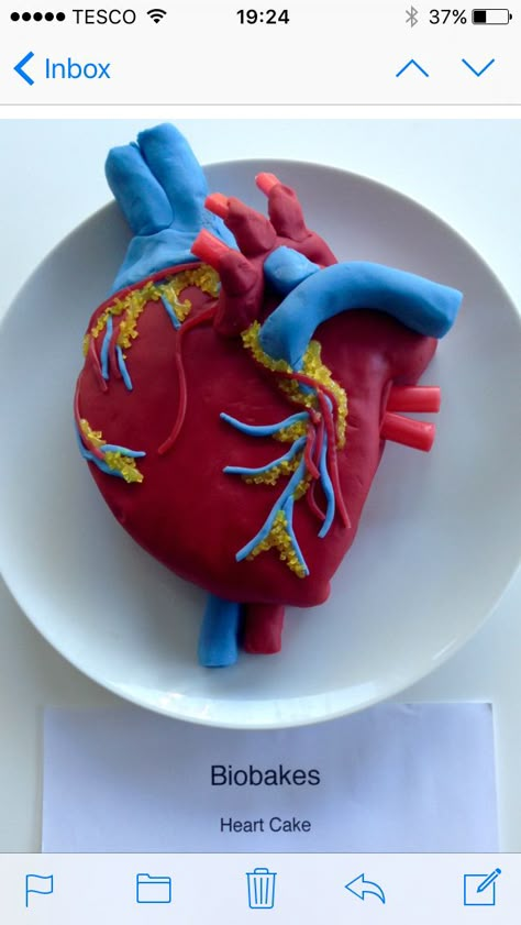 Freddy's heart cake for biology! Playdoh Heart Model, Heart Model Project Science, Heart Model Project, Biology Cake, Human Body Systems Projects, Body Systems Project, Science Project Models, Science Cake, Heart Structure