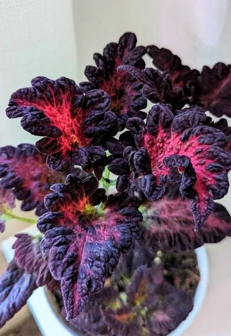 ‘Black Dragon’ Coleus (Solenostemonscutellarioides ‘Black Dragon’) Black Dragon Coleus, Coleus Varieties, Coleus Plants, Art Tattoos, Black Dragon, Plant Lady, Shade Garden, Amazing Flowers, My Flower