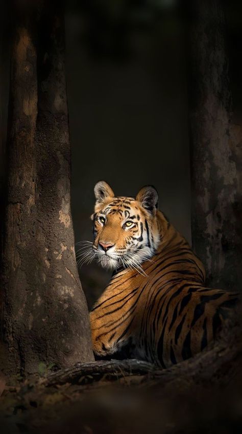 Big Cats Wallpaper, Tigre Wallpaper, Wallpaper Tigre, Tiger Aesthetics, Tiger In Jungle, Tiger Aesthetic, Tigre Y Dragon, Wildlife Week, Big Cats Photography