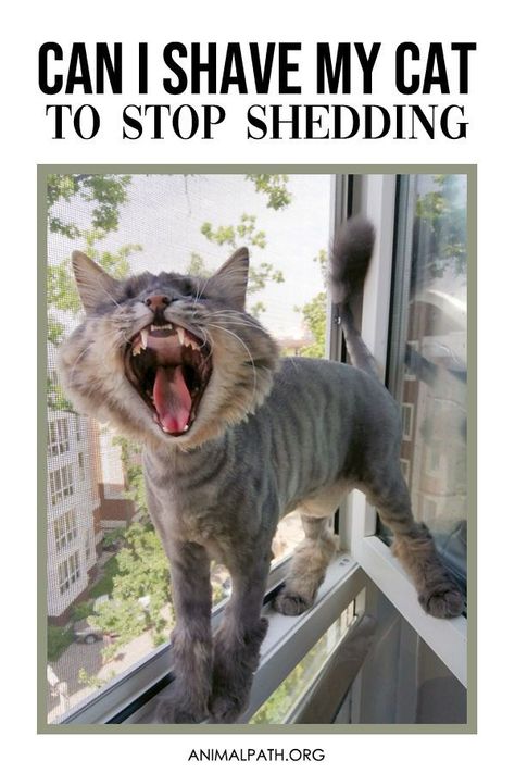 Can I shave my cat to stop shedding? Shaved Cats Ideas, Cat Shaving Styles, Shaved Cat, Clothes Furniture, American Bobtail, American Curl, Cat Cleaning, Cat Shedding, Short Hair Cats