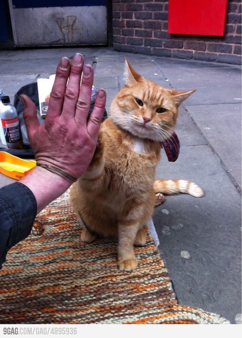 High Five! A Street Cat Named Bob, Street Cat Bob, Bob Cats, Bob Cat, Street Cat, Hi Five, Orange Tabby Cats, Orange Cats, Red Cat