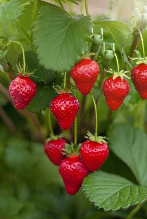 Learn the best way to fertilize your strawberry crop and keep it going whether it's a June bearing or day-neutral variety. #fruitgardenhacks #gardeningadvice #houseplanthacks #howtogrow #plantparenttips #thespruce Strawberry Planters Diy, Strawberry Varieties, Strawberry Beds, Planting For Kids, Strawberry Planters, Strawberry Seed, Growing Strawberries, Strawberry Plants, Hardy Perennials